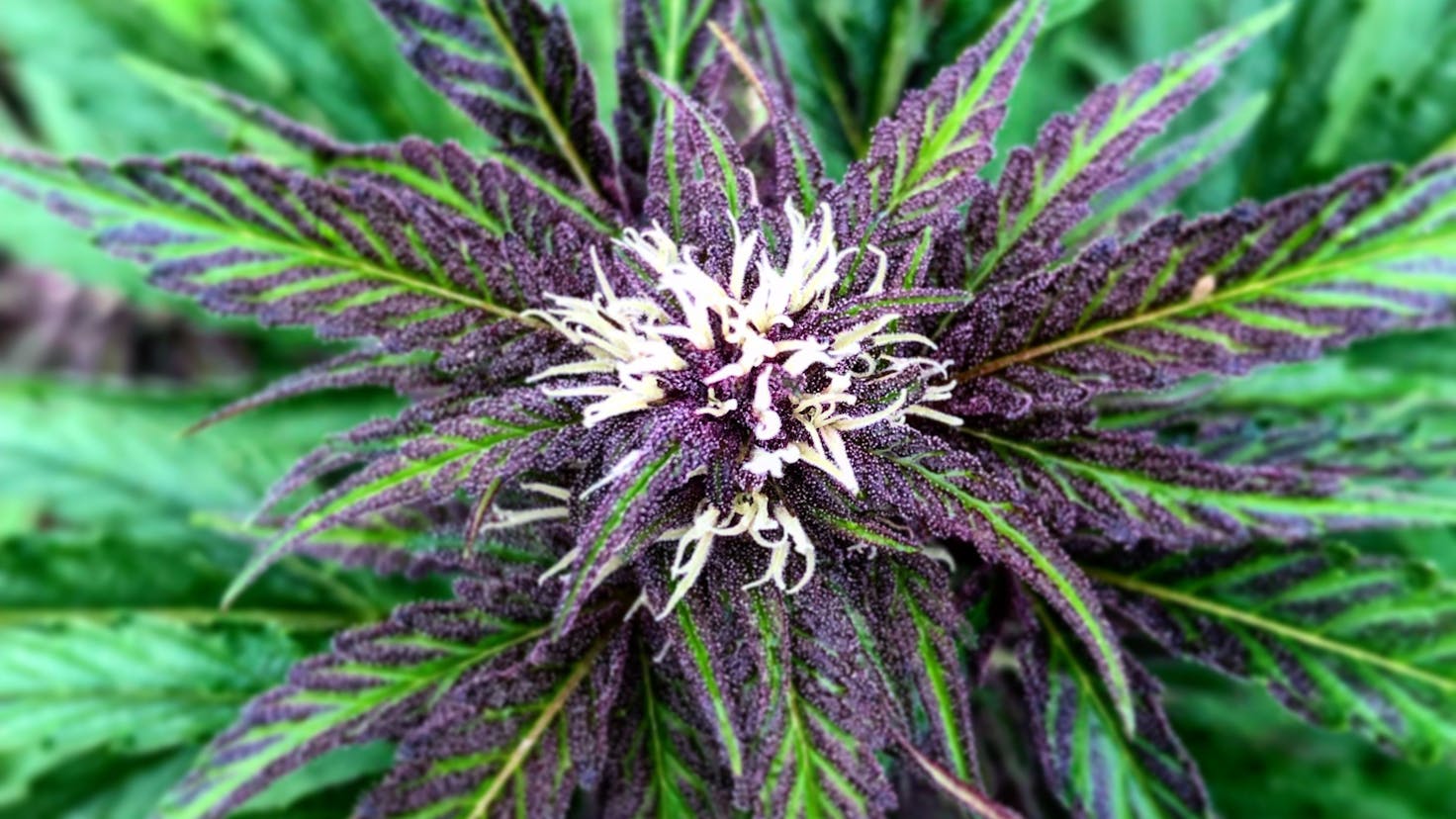 Flying Tiger Farm Products on Leafly